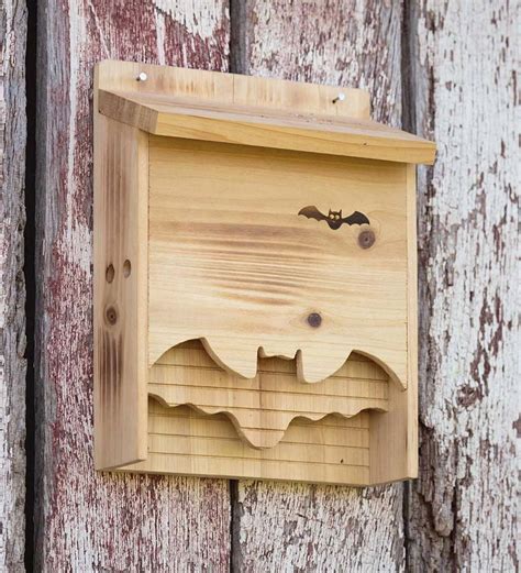 Bat Magic: The Eco-Friendly Solution for Bat Removal